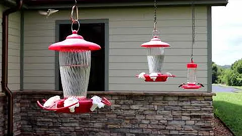 Hummingbird Migration