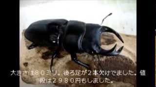 台湾オオクワガタ　８０ミリ　１ペア
