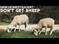 Why You Probably Should Not Get Sheep