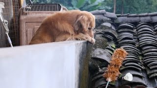Golden Retriever LuhuI've done so much for this family.......#dog #pets