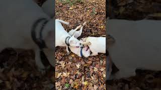 Dogo Argentino dogs triple team by Dogo Argentino USA 528 views 2 years ago 5 minutes, 28 seconds