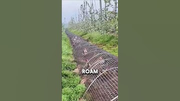 Innovative Tunnel Shaped