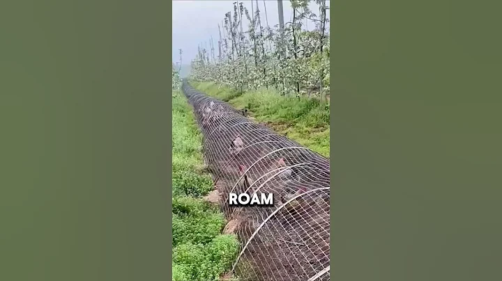 Innovative Tunnel Shaped