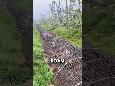 Innovative Tunnel Shaped