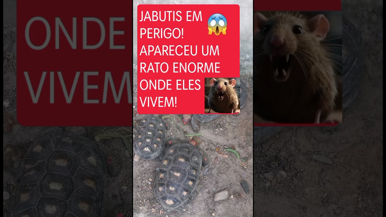 O PREDADOR VEIO ATRÁS DA PRESA. UM RATO NA CASA DOS JABUTIS!😢 #animais  #tartaruga #rato 