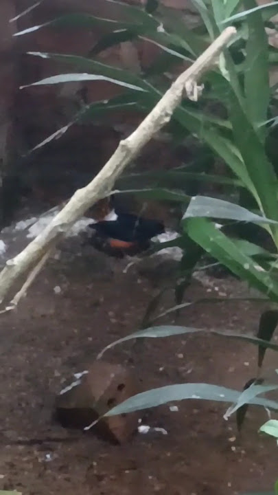 murai batu gaya macul di aviary