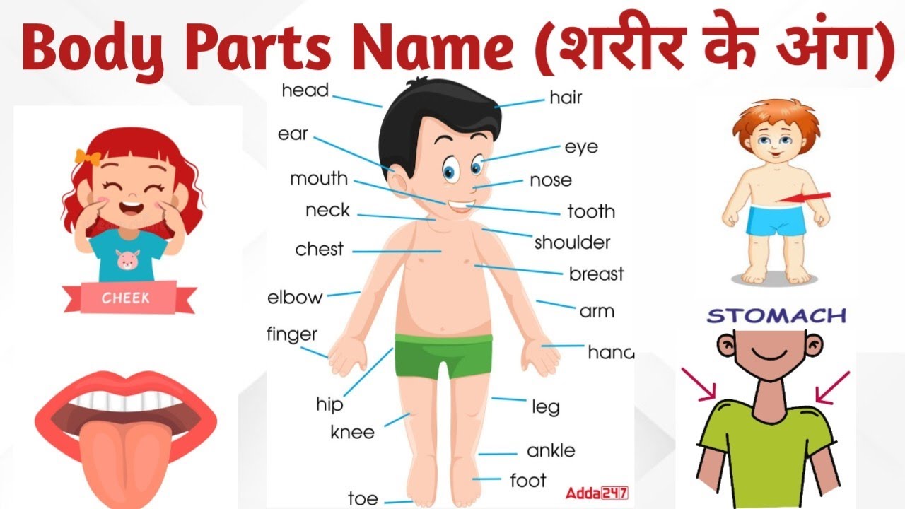 Body Parts Ke Name English Hindi Meanings Ke Sath body-parts-ke-name-english-hindi-meanings-ke-sath