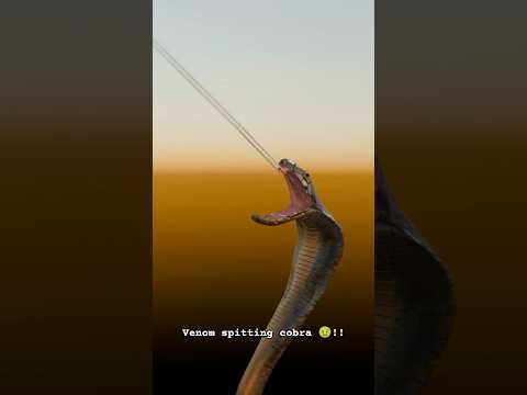Venom Spitting Cobra How Venom Spitting Cobra Spray Venom 