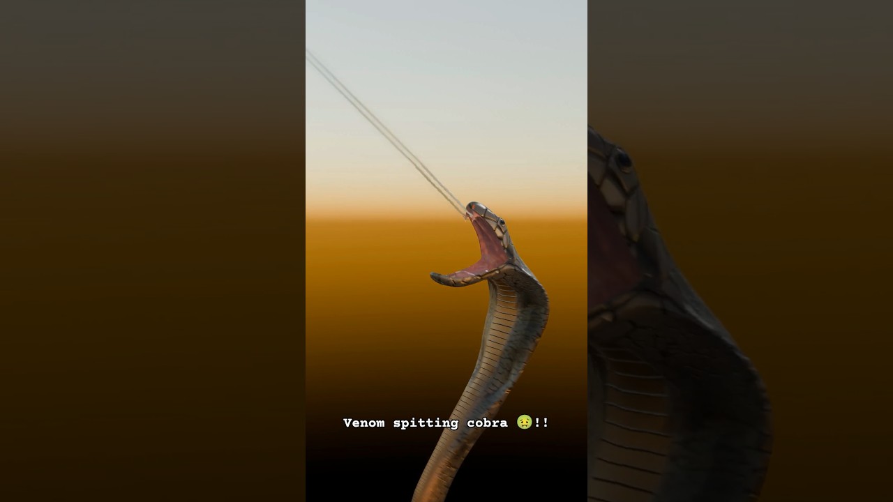 venom spitting cobra!! how venom spitting cobra spray venom