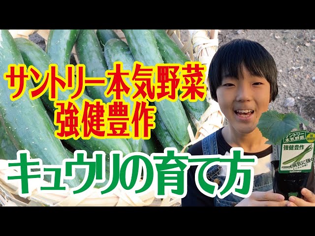 09:🥒How to grow cucumbers - Suntory Honki Yasai (vegetables) for