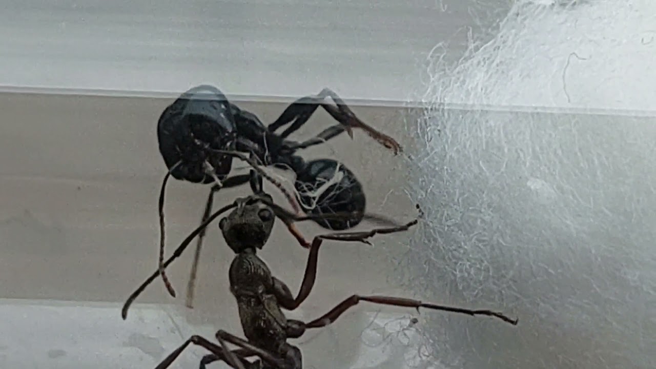 Epic Ant Battles 5! Diacamma rugosum (China) vs Soldier Messor Capitatus (Italy) 18.09.2021