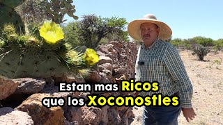 Buscando los MISTERIOSOS CORRALITOS en el cerro