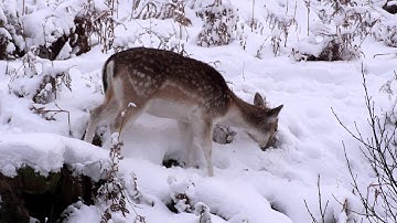 Panasonic Lumix DMC GH3 test - All-Intra video in the snow