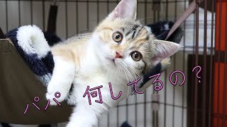 Kitten Miya watched with great interest while Papa worked【Mom incurable multiple sclerosis】