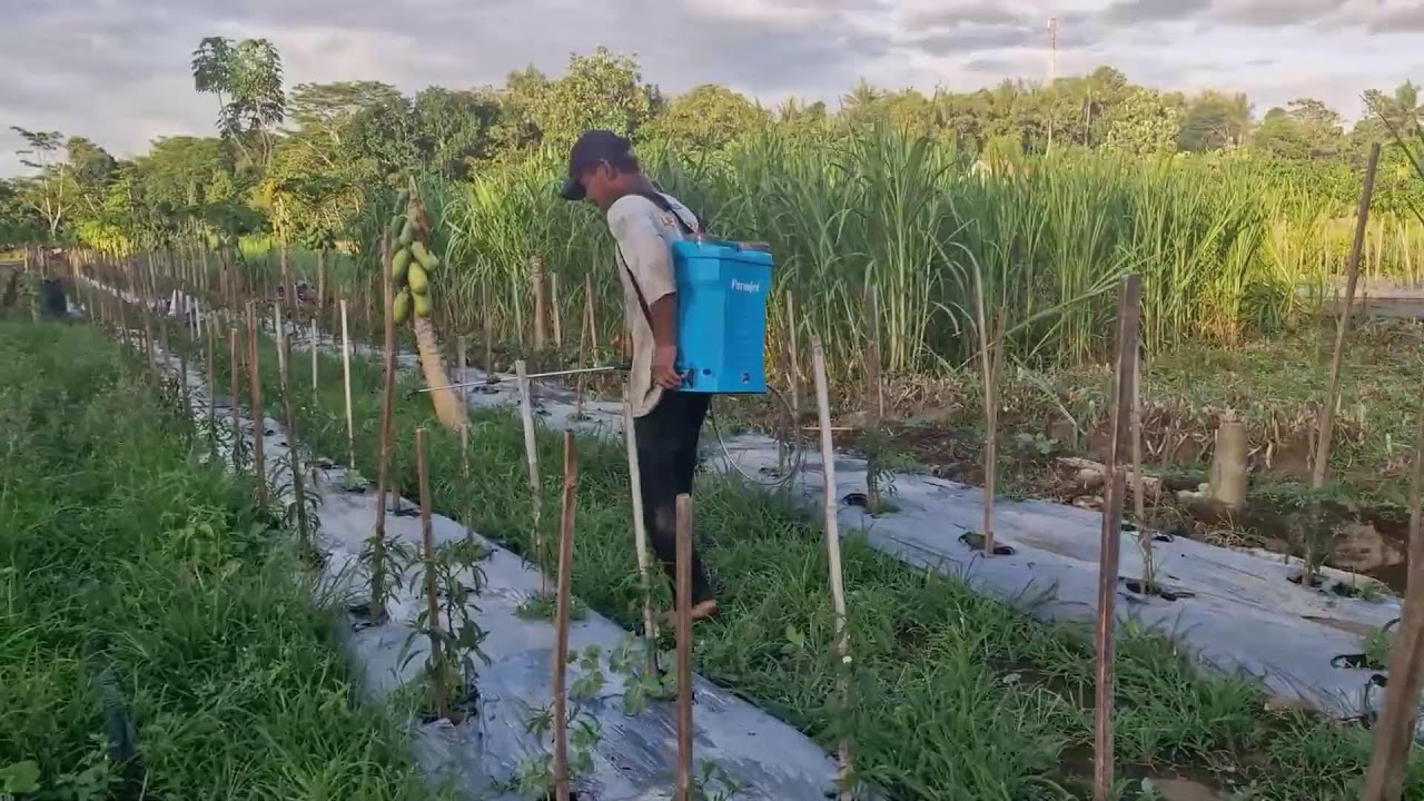 NO MORE MANUAL SPRAYING! FARMERS USE THIS EASY AND CREATIVE FERTILIZER SPRAYER! -Agriculture Farming