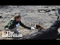 Wildlife rescue teams search for survivors on Kangaroo Island