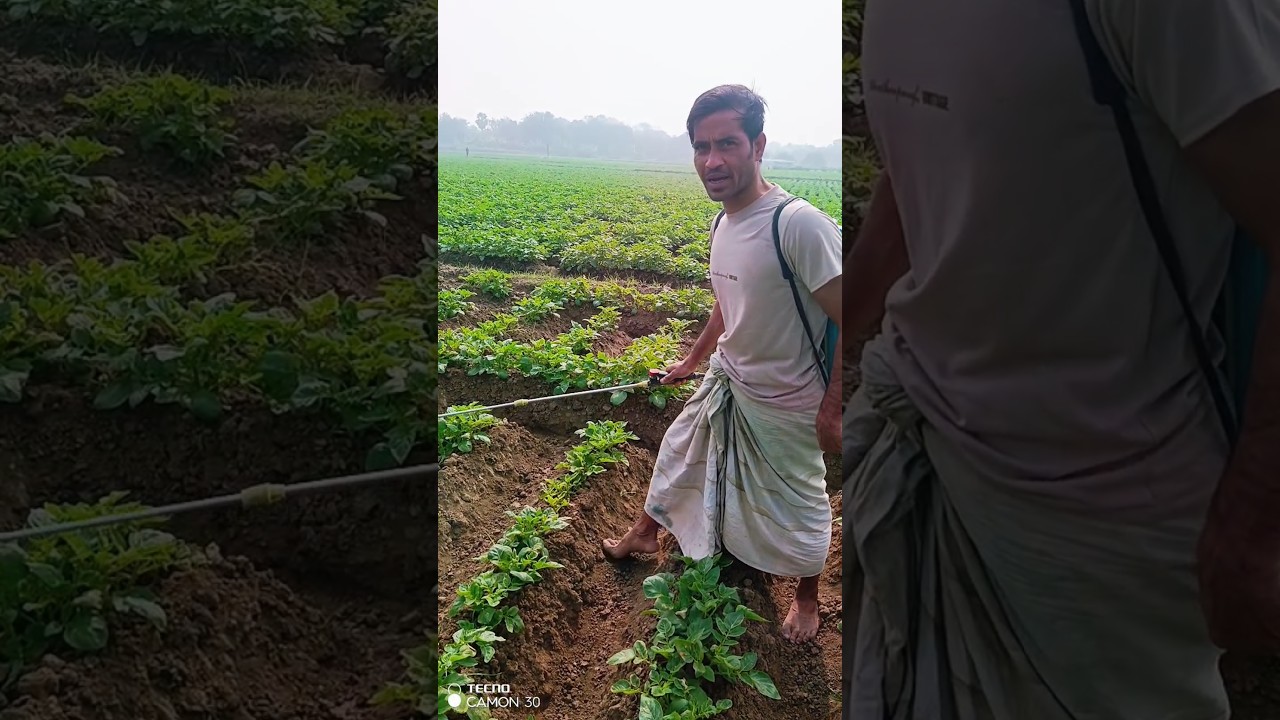 পটাস সার পাতায় পড়ে আলু গাছের পাড়া পুড়ে গেছে।  