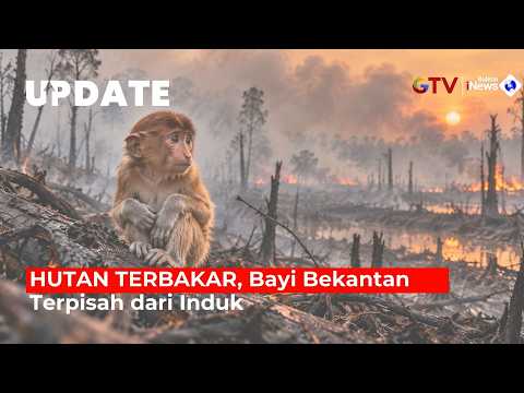 DUE TO FOREST FIRES! Proboscis Monkey Baby in Central Kalimantan Separated from Its Mother