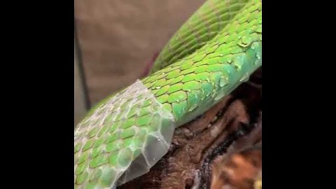 The moment the snake changes its skin is a scene that will never be repeated while enjoying it 😎😆😭💕😃