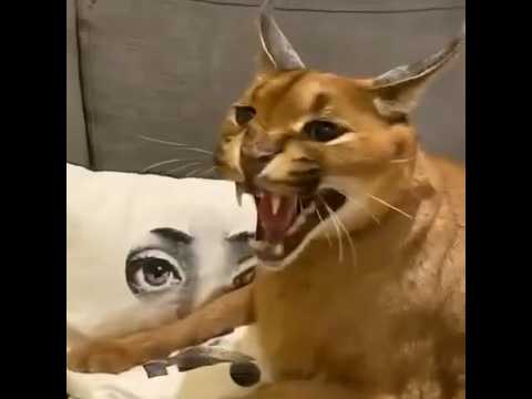 شامم ريحه غدر