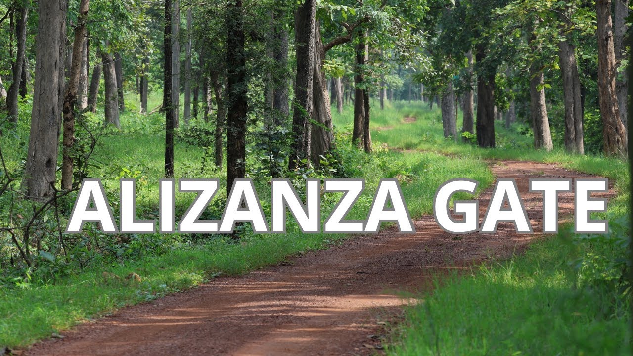 How is Alizanza Gate Safari without Chota Matka ?? | Tadoba Safari