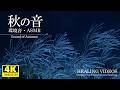 【癒し・自然音】秋の音Vol.5／夜のコオロギの鳴声が心地よく眠気を誘い秋を感じさせてくれます。「4K風景映像・実写」