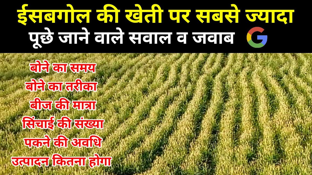 ईसबगोल की खेती कब व कैसे करें। बुवाई व सिंचाई का समय तरीका। बीज की मात्रा। उत्पादन की जानकारी।