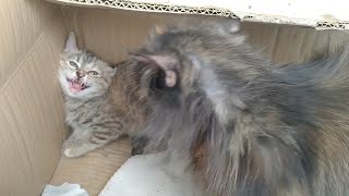 Feral Kitten Gets Slapped by Angry Mom for Hissing | Learn Some Manners