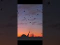 The rush of wings overhead! #goosehunting #geesehunting #hunting