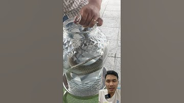 Rắn hổ mang Còn sống mang đi ngâm rượu là có thật #snake ￼