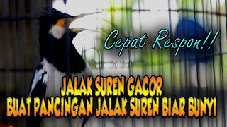 JALAK SUREN PANCINGAN AGAR BONGKAR ISIAN #jalaksurengacor