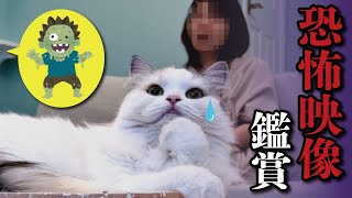 【衝撃の映像】猫と一緒に恐怖映像を見てたら猫が取り憑かれて大変な事になりました…【関西弁でしゃべる猫】 【猫アテレコ】