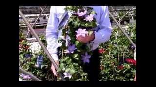 Clematis Zara, Raymond Evison Clematis By Overdevest Nurseries