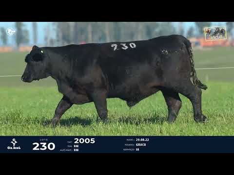 LOTE 230   TAT 2005 F Brangus
