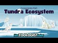 Tundra Ecosystem Quiz