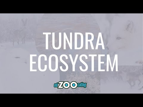 Tundra Ecosystem | Plants and Animals of the Tundra | EdZOOcating Adventure