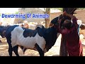 Deworming Of Animals At Hamdan Cattle Farm &amp; Palai Centre|05/09/22|