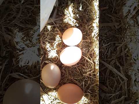 #яйца #здоровье #еда #природа #животные #курица #chicken #organic #farming #healthy #food #animals