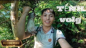 Điều Vui Nhất Khi Đi Rừng | Thử Thách Bẫy Chuột - Tểnh Vlog