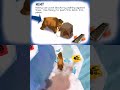 Ice Age 2 The Meltdown Gameplay Nintendo DS Ice Age 2 The Meltdown Gameplay Nintendo DS