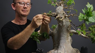 Trident maple early development