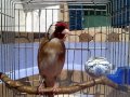 chardonneret Goldfinch switty bird singing 2017