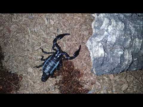 ASIAN FOREST SCORPION FACTS FOR BEGINNERS