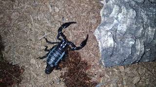 ASIAN FOREST SCORPION FACTS FOR BEGINNERS!