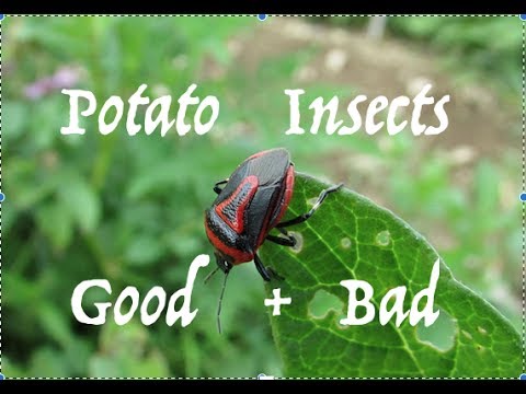 تصویری: بوی بد بو (19 عکس): حشرات بد بو چوبی سبز ، باغ و جنگل ، در آپارتمان ، روی تمشک و در خانه. آنها چه می خورند و چه شکلی هستند؟