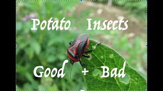 Various Good and Bad Potato Insects
A few of the friends and foe insects that can be found in a potato planting. Colorado Potato Beetle and Three-Lined Potato Beetle are two common potato eating pest species we have here. Also very common is the Two Spotted Stink Bug which eats them. I was also excited to get some footage of a bee buzz pollinating some potato flowers.
This isnt an exhaustive/authoritative list of all the pests and beneficials that impact growing potatoes, but they are the ones I have here that are easy to get a picture of. The other major potato pest we have is probably the potato leafhopper (Empoasca fabae) which can seriously impact potatoes from damage to the leaves known as hopperburn. Its extremely difficult to get good footage of leafhoppers as they are tiny and fly insanely fast. Various Good and Bad Potato Insects