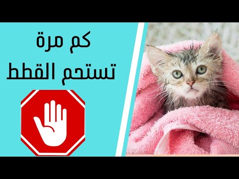 فيديو: هل يستحق إنفاق المال على شامبو القطط أم يمكنك غسله