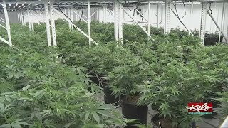 There could be a delay in implementing  medical marijuana