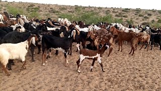 There are many goats standing on the large desert in the jungle | #Thardesert