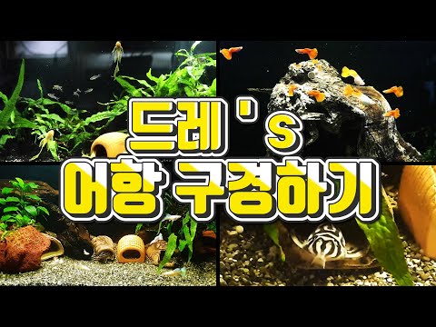 [열대어 종합세트] 말없이 어항 구경하고 가세요 ver.2 